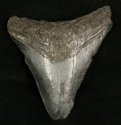 Bargain Megalodon Tooth - Venice, FL #5406
